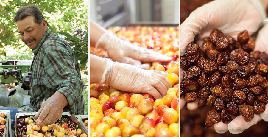 Dried cherries from harvest